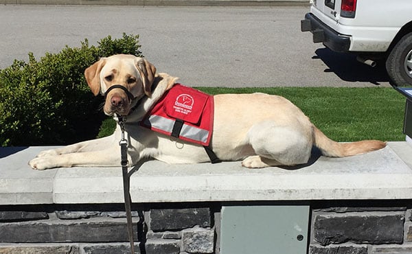 A diabetes service dog